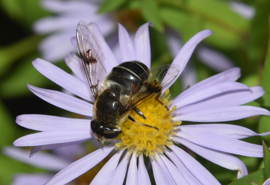 Eristalis alpina?  S, femmina